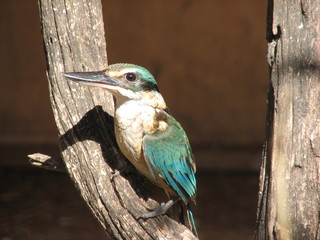 kingfisher