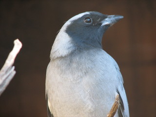 woodswallow