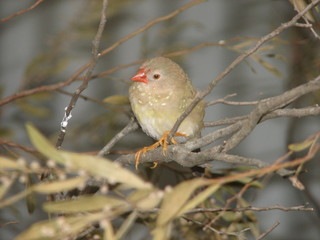 finch