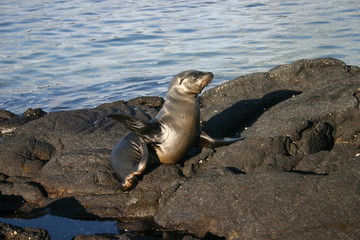 baby sea lion on lava bed
