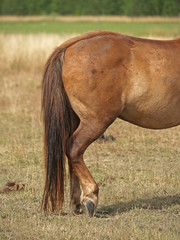 rear legs of dancing horse