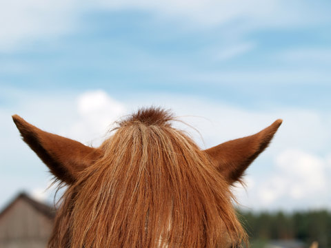 Modern Horse Hairstyle