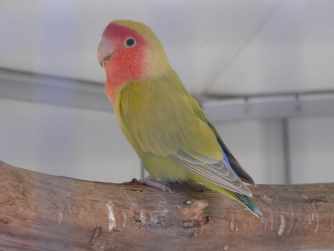 red cheeked parrot