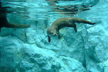 loutre