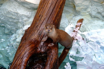 loutre