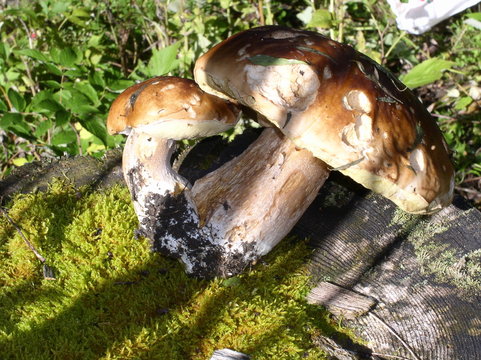 bollets