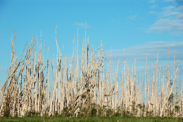 dying dry trees in landscape