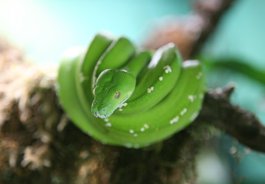 green tree python