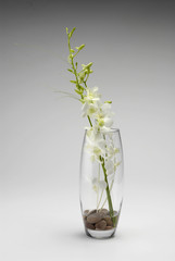 flower in vase