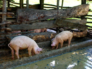 the pig farm in dominican republic