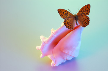 seashell and butterfly