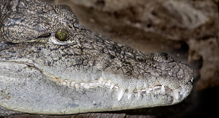 Obraz premium reptiles8569