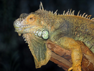 Fototapeta premium iguana