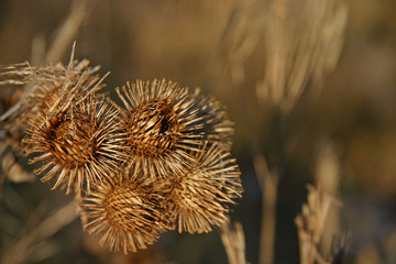 thorny burrs.