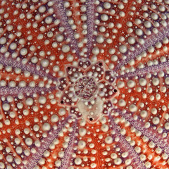 sea urchin detail