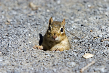 chipmunk staredown