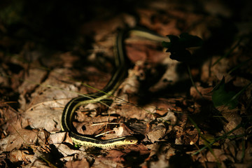 garter snake