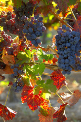 grapes in fall