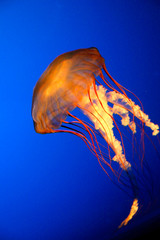 jelly fish