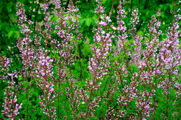 lilac