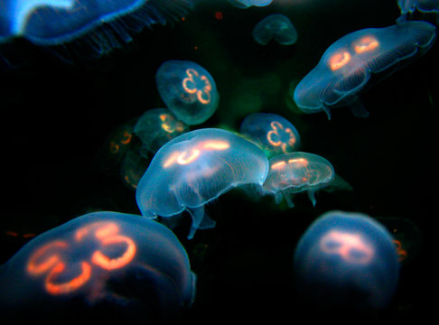jelly fish