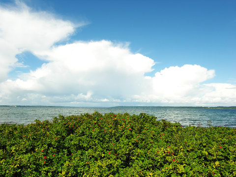 Danish Beach Landscape