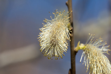 Obraz premium willow tree buds