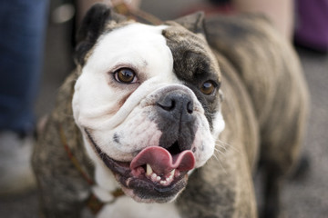 english bulldog