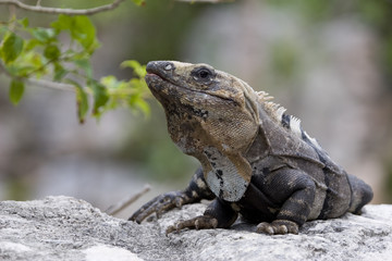 lizard
