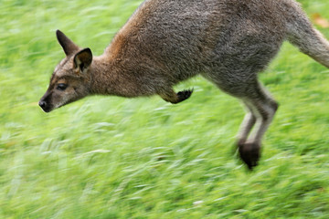 kangourou en mouvement flou