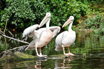 two pelicans looking the same direction