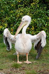 pelican spreading wings