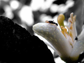 ant on flower