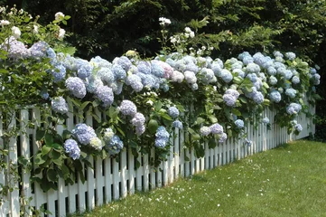 Tuinposter hydrangeas on a fence © Ann Kosche