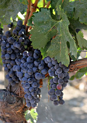 grapes ripening on vine