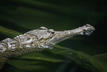 alligator (focus on eye)