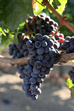 grapes ripening on vine