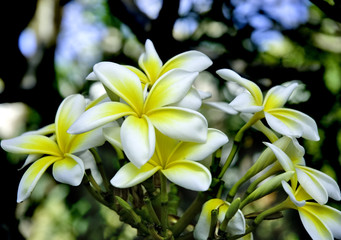 frangipani (plumeria obtusa) flowers