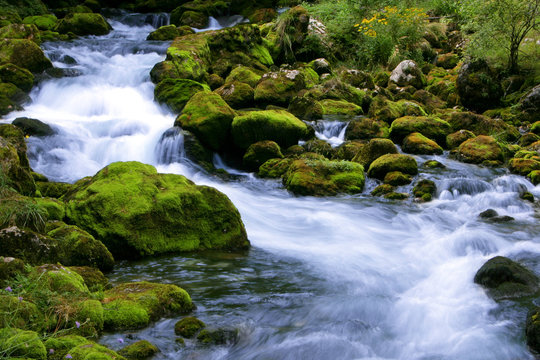 forest stream