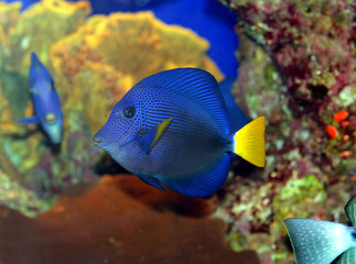 a coral fish in the red sea