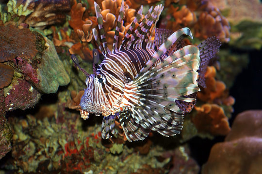 lion fish in the red sea, israel
