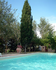 cypres au coin de la piscine