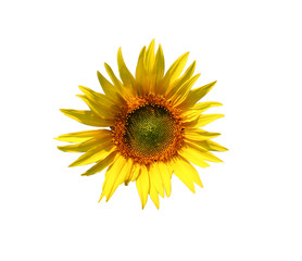 Fototapeta premium tournesol