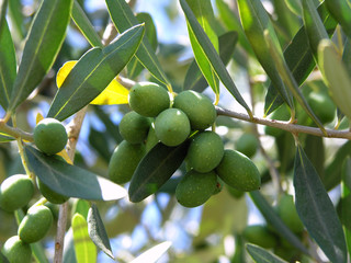 olivenbaum