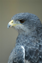 aigle bleu/black-collared hawk