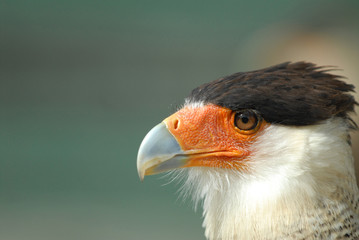 caracara