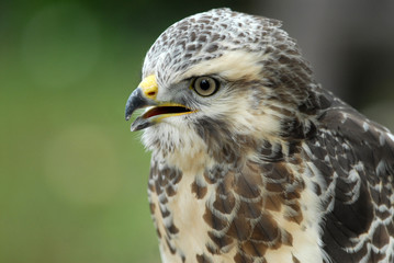 épervier/sparrowhawk