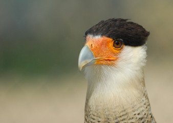 caracara