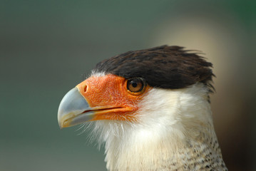 caracara
