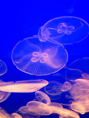 jellyfish glow